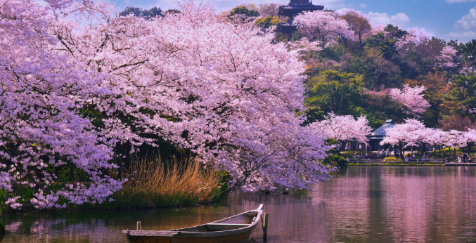 벚꽃